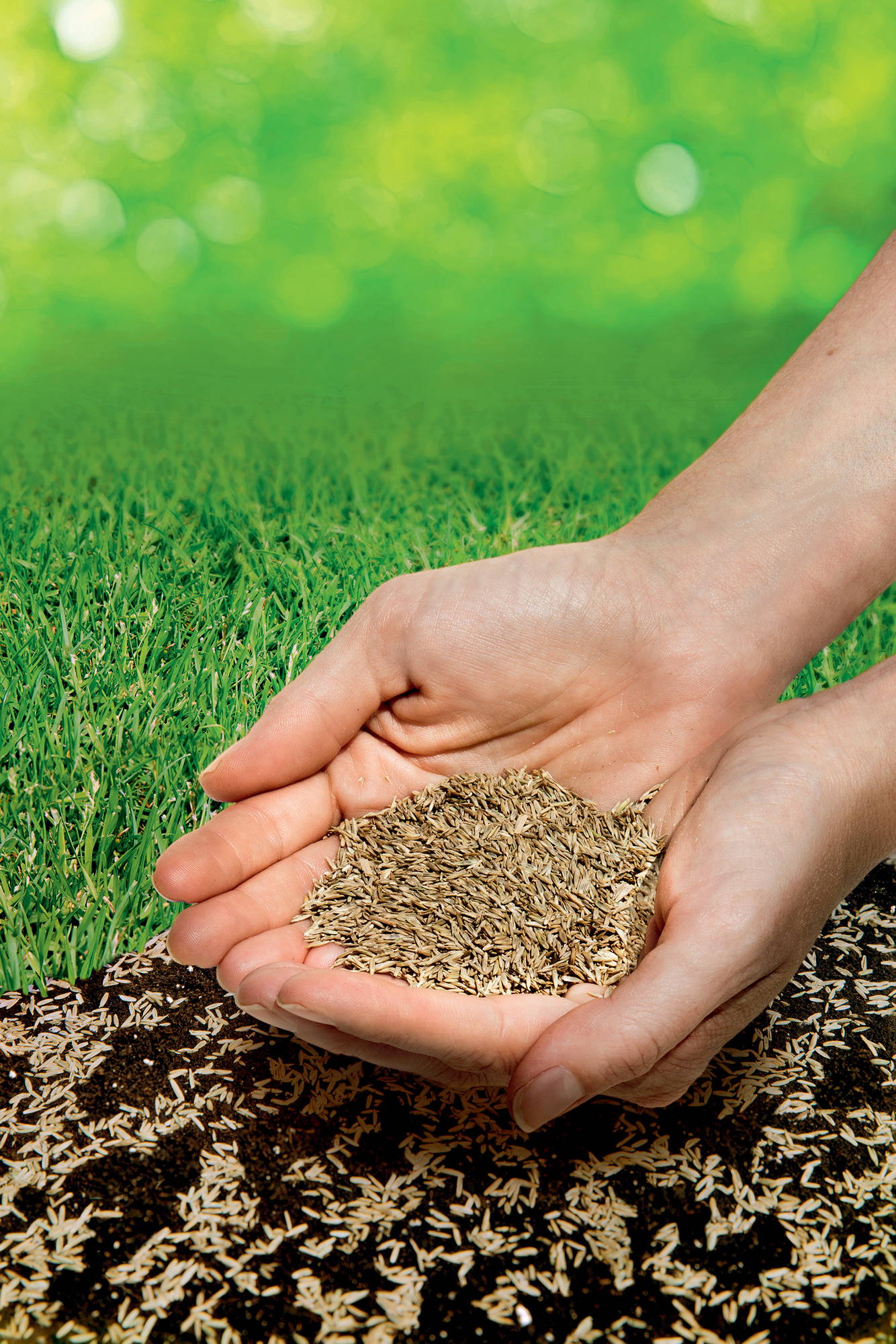 Hände halten eine Handvoll Sonnenblumenkerne über dunklen Boden mit weißen Blütenresten, grüner Rasen im Hintergrund.
