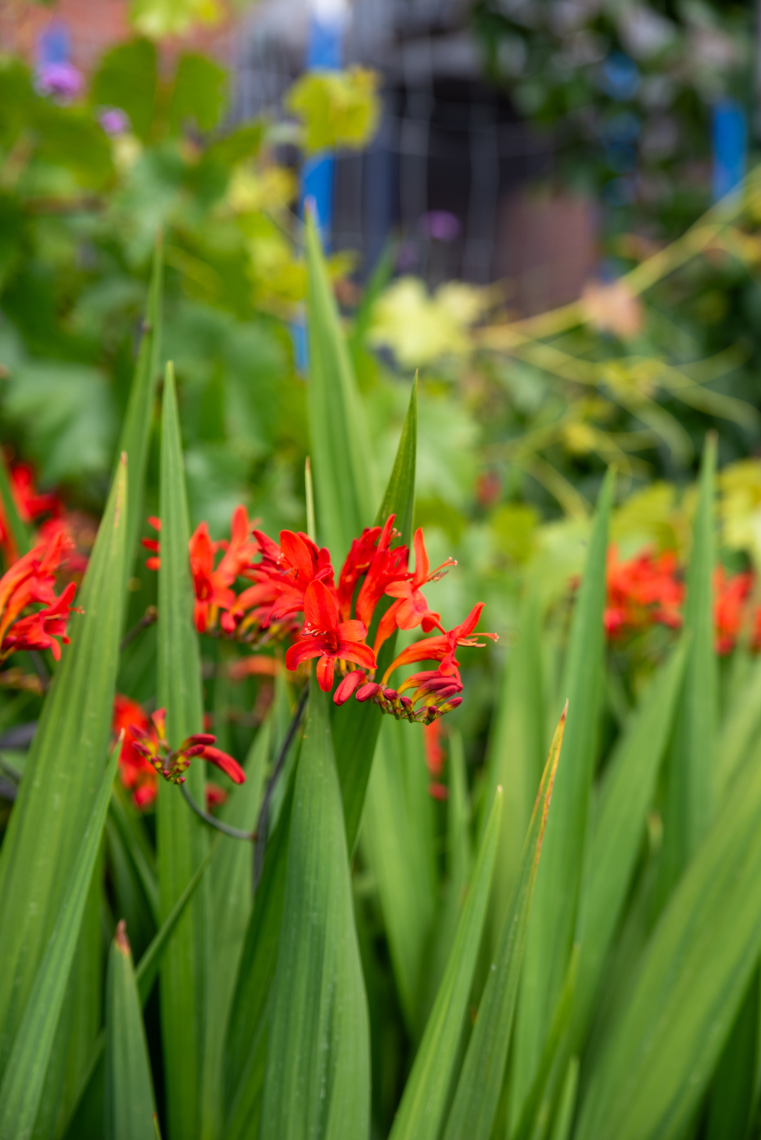 Rote Blumen mit langen grünen Blättern, im Garten.