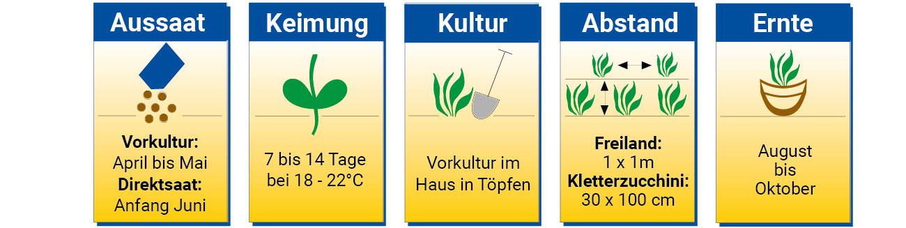 Anleitung zur Aussaat, Keimung, Kultur, Abstand und Ernte von Kletterzucchini