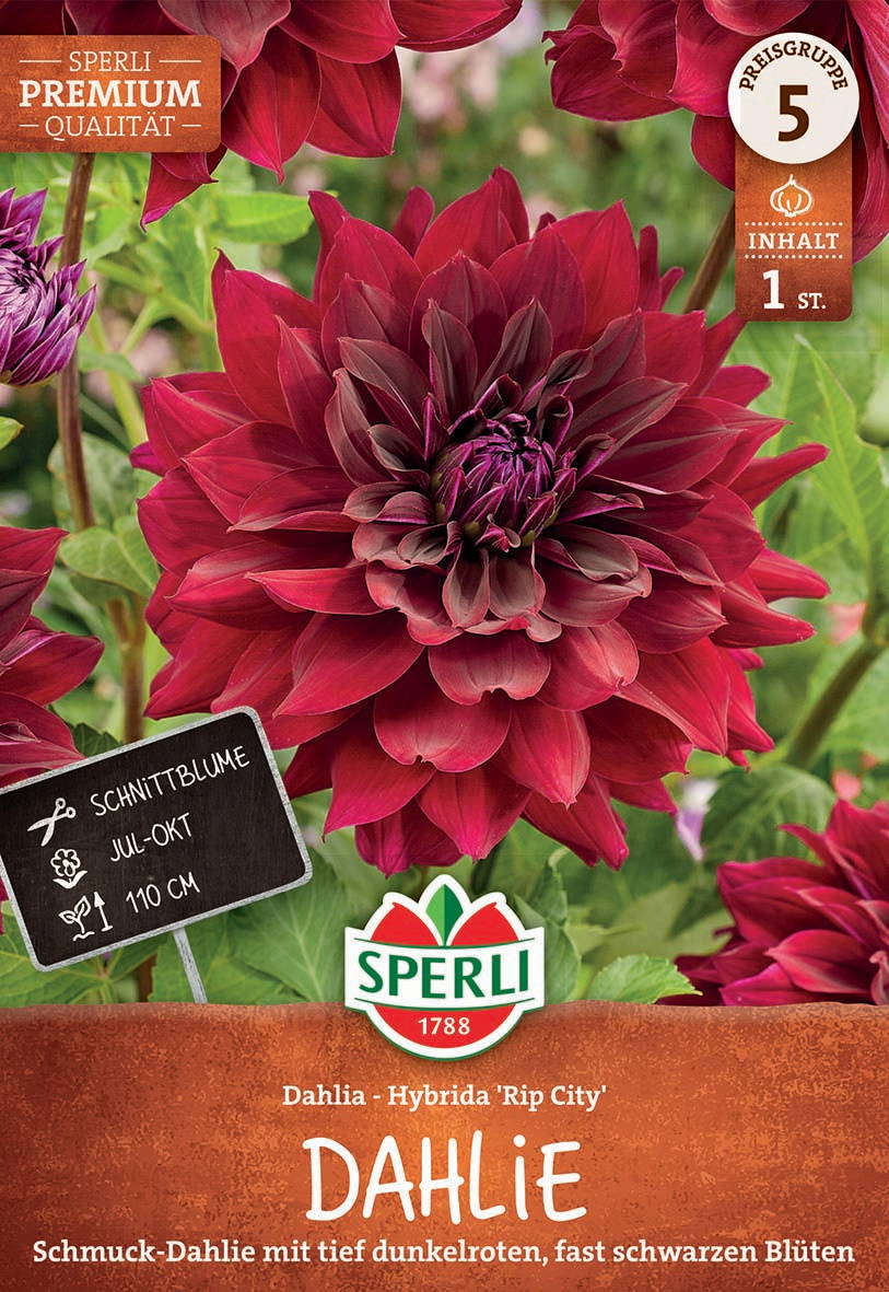 Große dunkelrote Dahlie mit fast schwarzen Blüten und lila Zentrum vor Grünstängeln und Blättern.