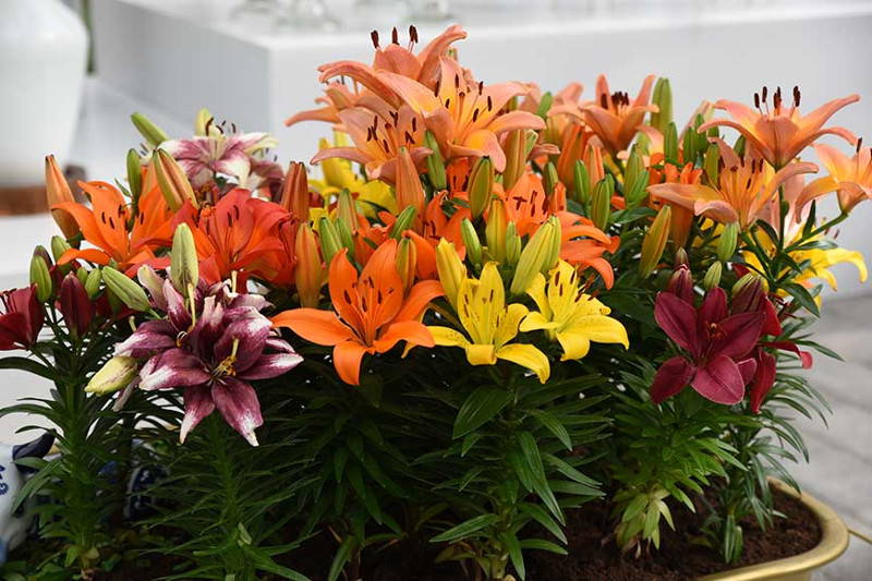 Bunte Lilien in einem Blumenstrauß auf einer Fensterbank.