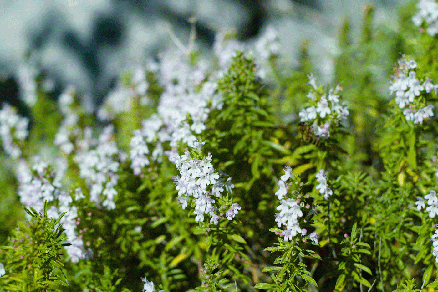 Blumen mit kleinen weißen Blüten und grünen Blättern im Garten.