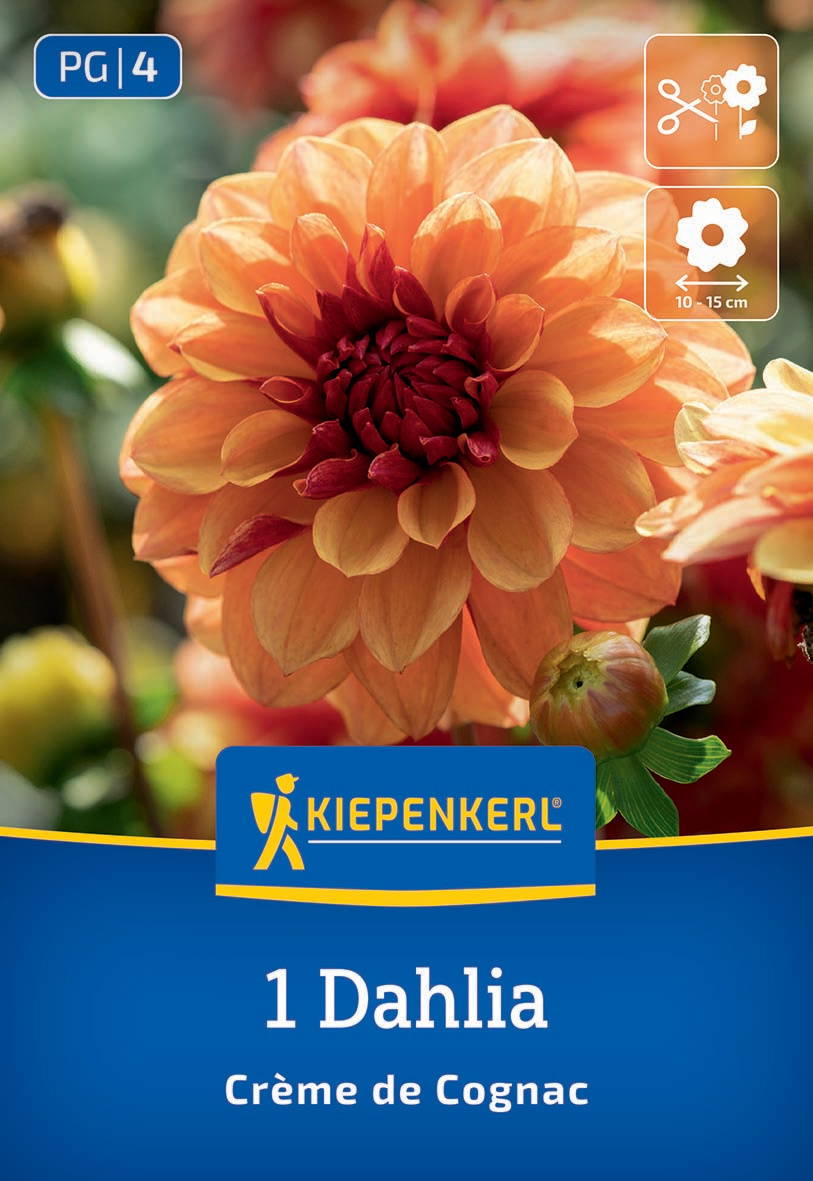 Gelbe und rote Dahlie mit dicht gefüllten Blüten, daneben eine noch offene Knospe, Hintergrund unscharf.