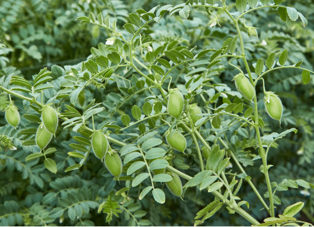 Grüne Strauch mit zahlreichen kleinen, ovalen, behaarten Früchten und gefiederten Blättern.