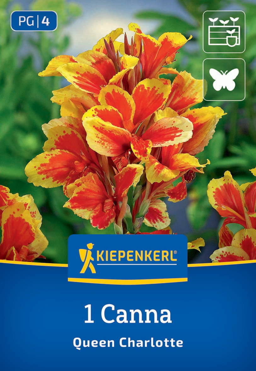 Gelbe und orange Blüten einer Canna-Pflanze mit grünen Blättern im Hintergrund.