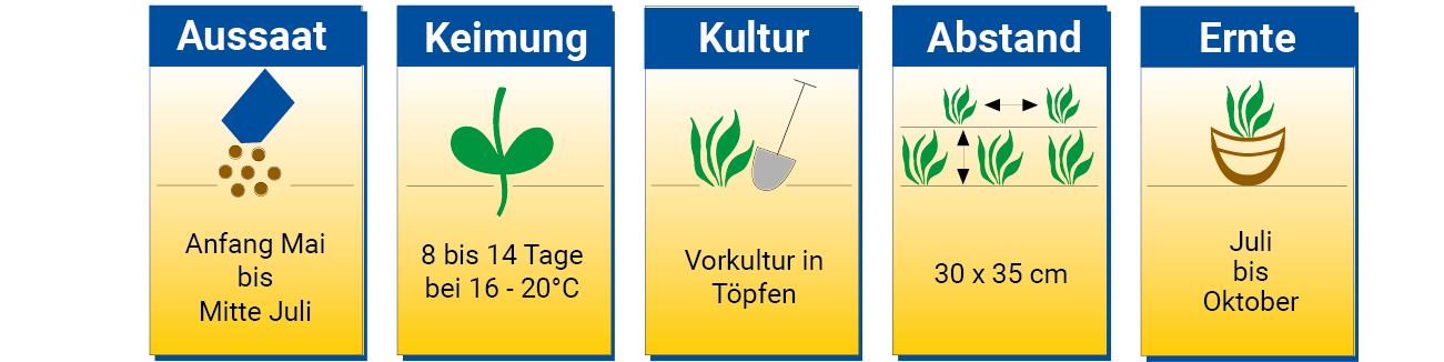 Ziehkalender mit Anbau, Keimung, Kultur, Abstand und Ernteangaben.