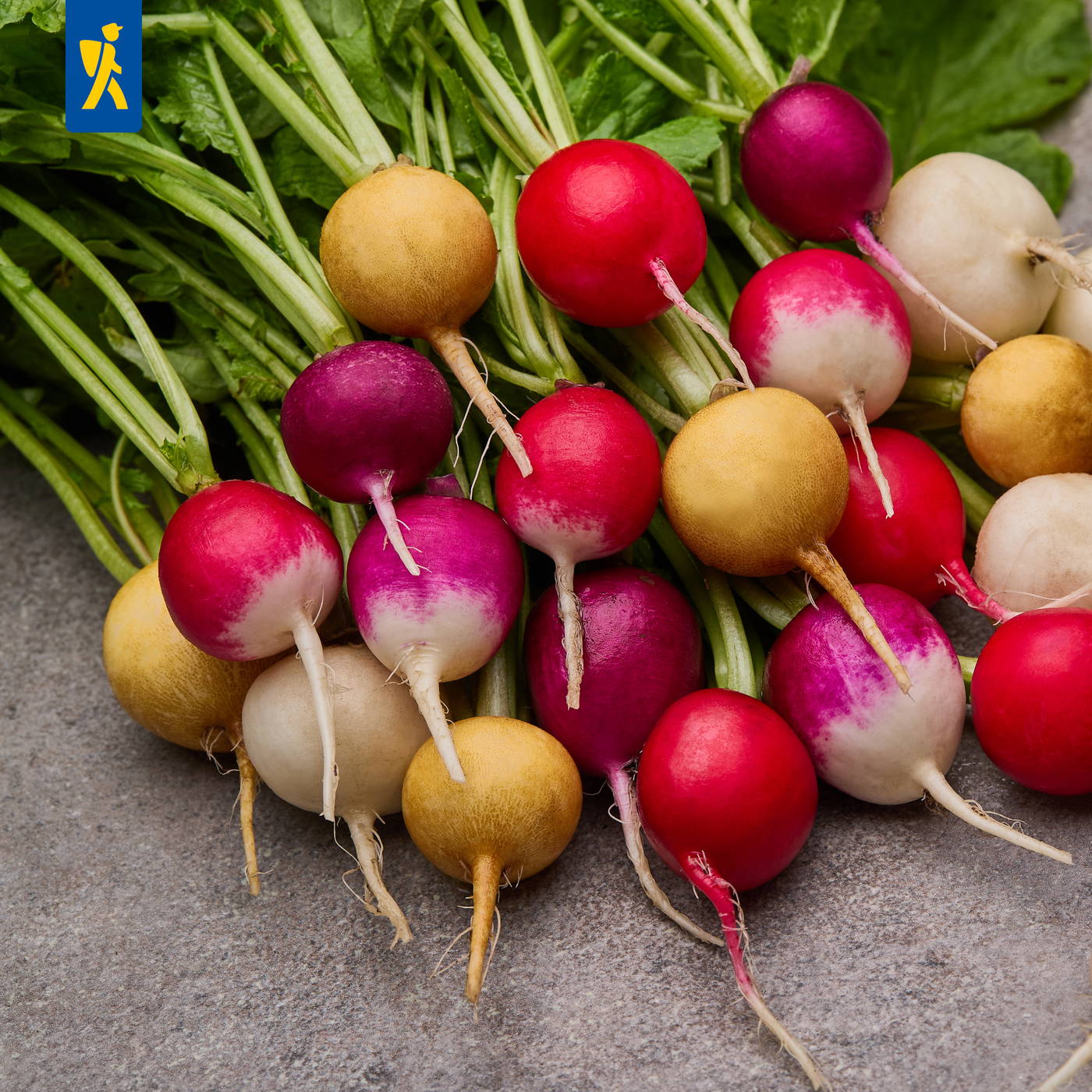 Bunte Radieschen mit grünen Blättern auf grauem Untergrund.