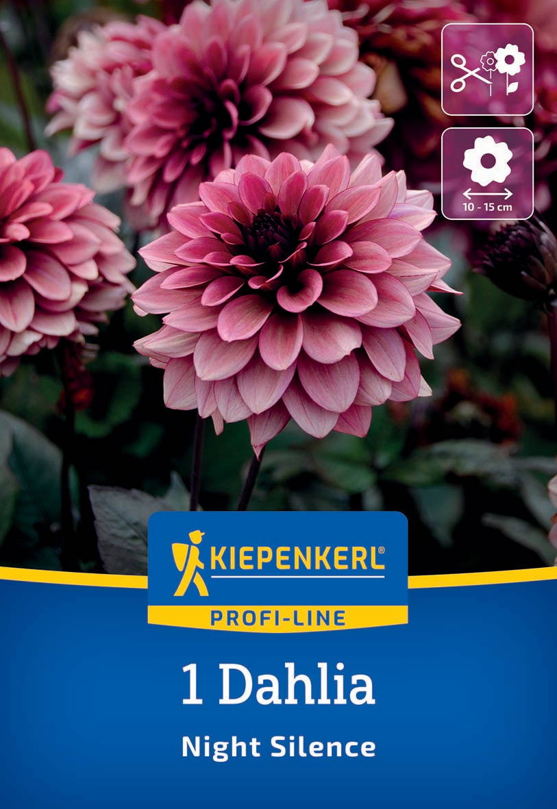 Pinkfarbige Dahlie mit dichten Blüten, Blätter im Hintergrund, Verpackung mit Kiepenkerl Logo und Produktinformationen.