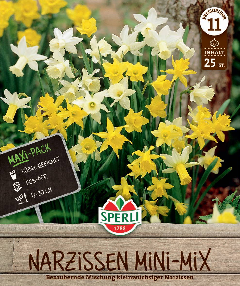 Mischung aus weißen und gelben Narzissen, 25 Stück, blühen im März bis April, Höhe 12-30 cm.