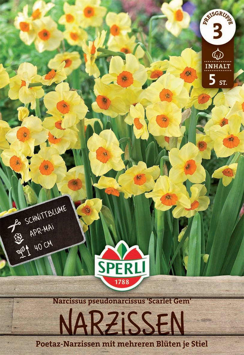 Narzissen mit gelben Blüten und orangefarbenem Zentrum, 40 cm hoch, April bis Mai, 5 Stück im Pack.