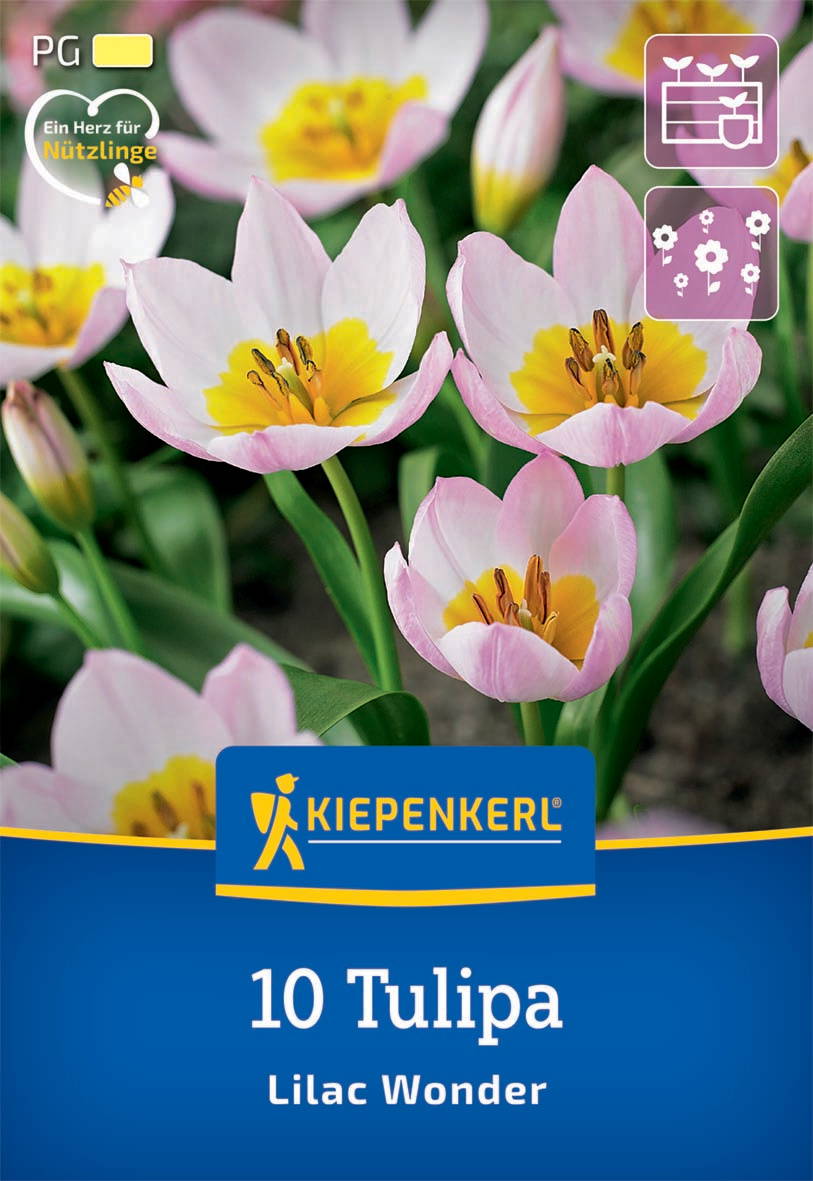 Pink and white tulips with yellow centers and dark stamens, green leaves, label with blue background and yellow logo.