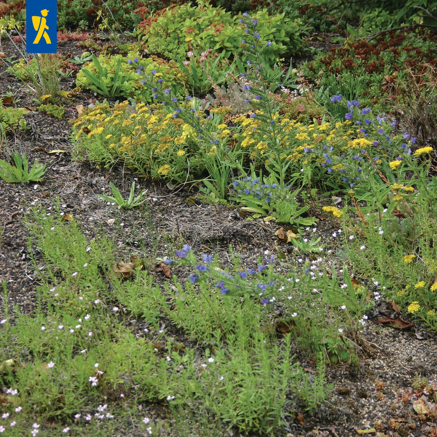 Verschiedene kleine Pflanzen und Blüten wachsen auf einem Boden mit Kies und Blättern.