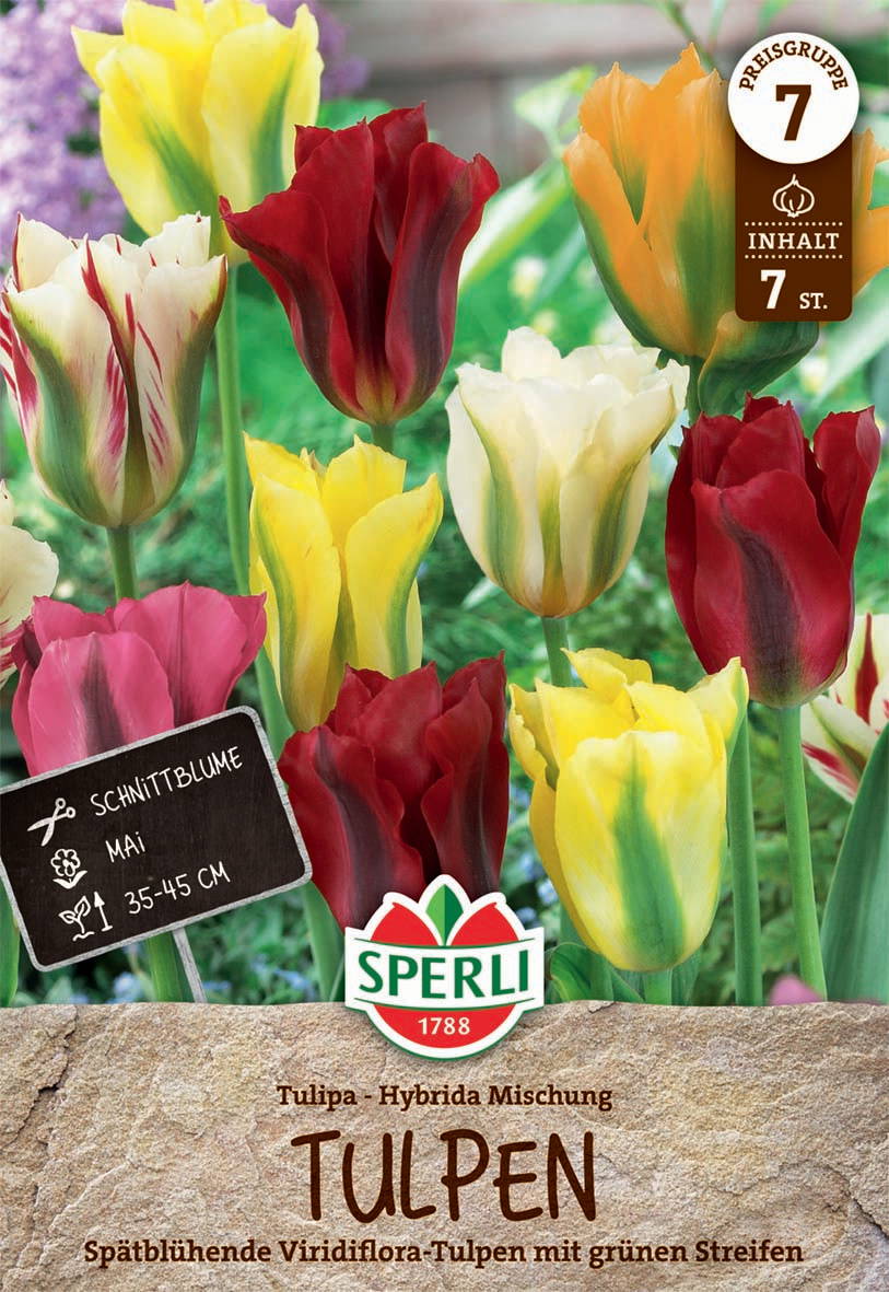 Bunte Tulpen in verschiedenen Farben auf einer Gartenerde.