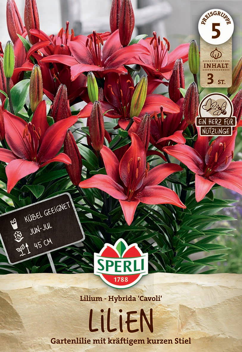 Rote Lilien mit grünen Blättern, mehrere Knospen, auf einer Blumenpackung.