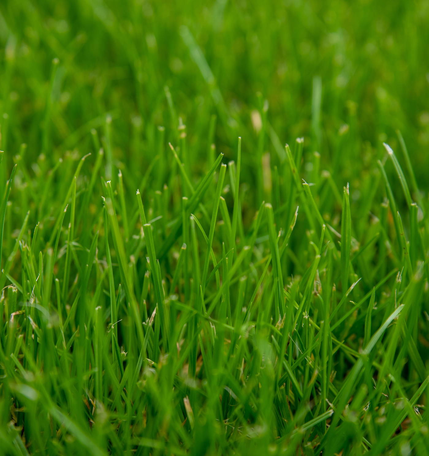 Grünes Gras mit langen, frischen Halmen.