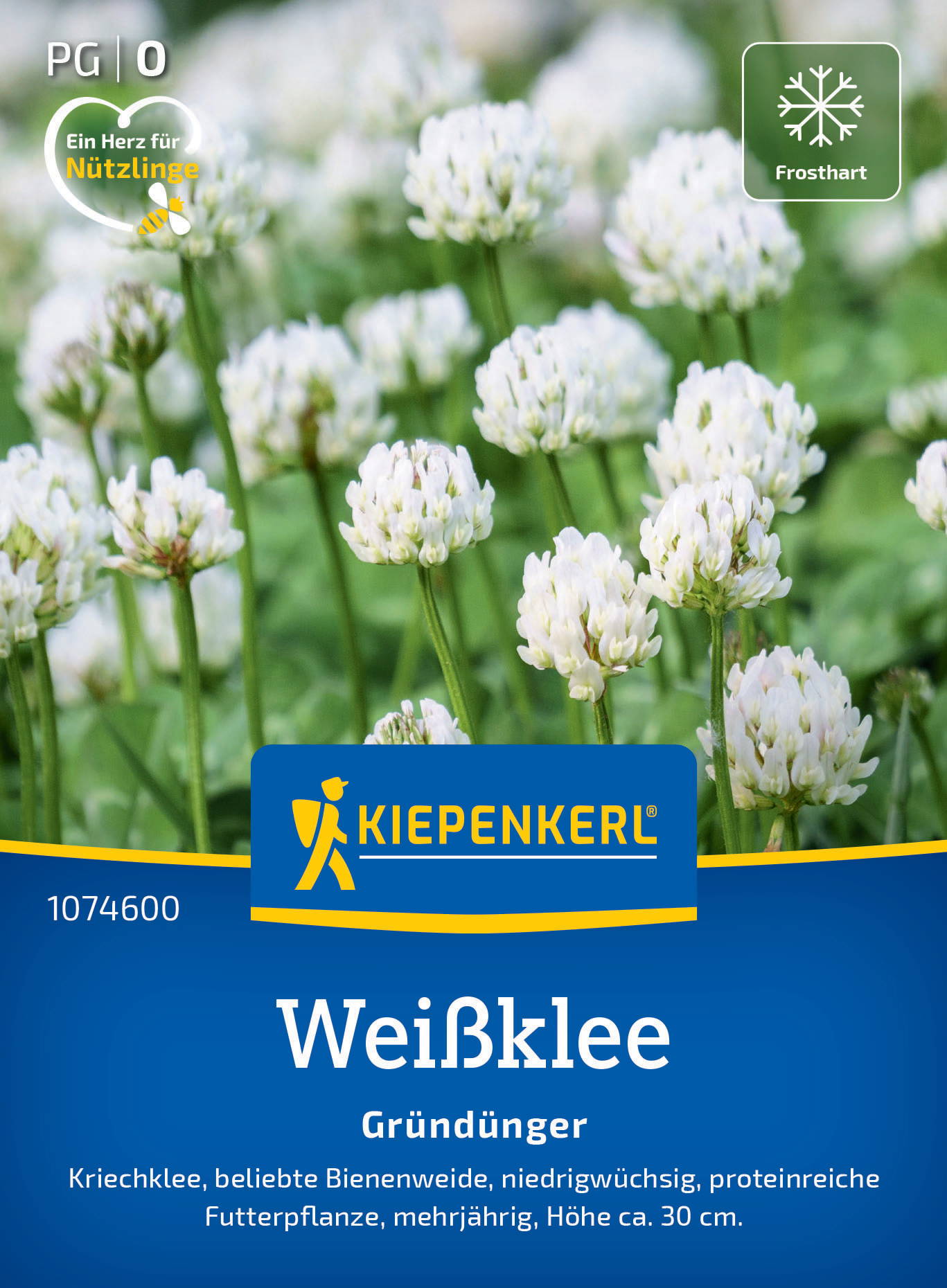 Weißklee in Blüte mit weißen Blumen auf grünem Hintergrund.