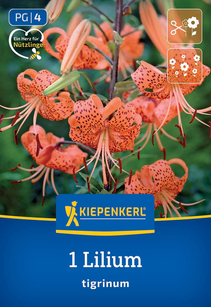 Orange Lilienblüte mit schwarzen Flecken an einem grünen Stiel, gelbes Kiepenkerl-Logo, blauer Hintergrund.