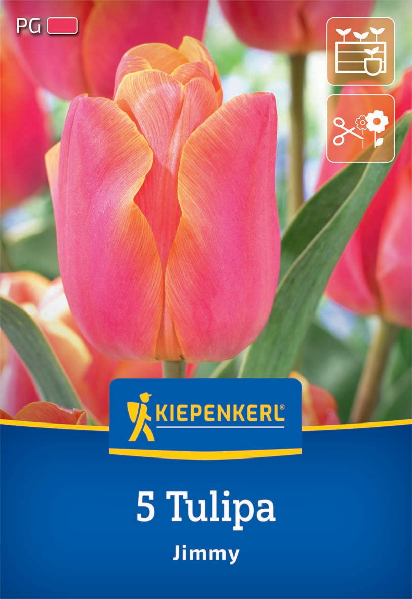 Pink-orange Tulpenblüte, grüne Blätter, Verpackung mit Kiepenkerl Logo, Blumentyp Jimmy, fünf Tulpen.