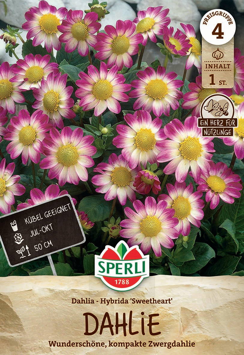 Pink-weiße Blüten mit gelbem Zentrum und grünem Laub.