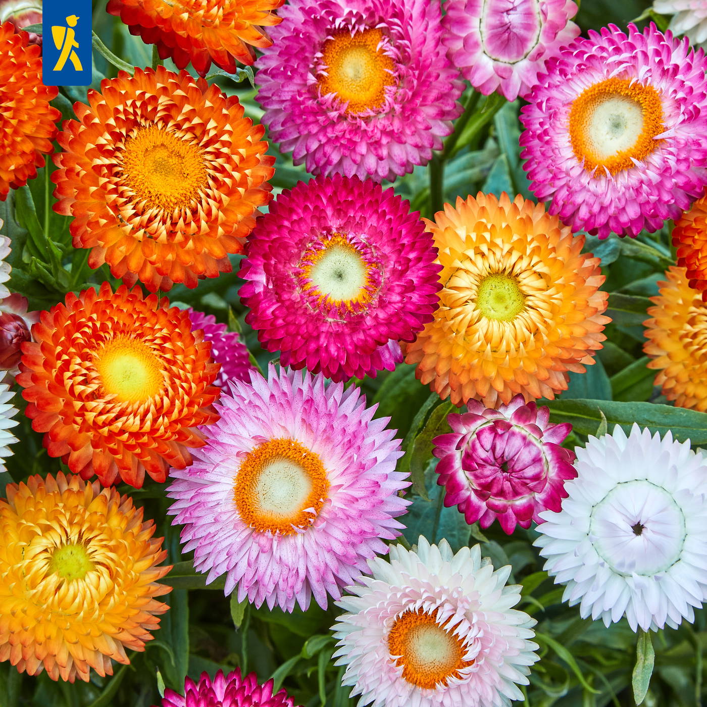 Bunte Gartenblumen mit orange, pink, gelb und weißfarbenen Blüten in Nahaufnahme.