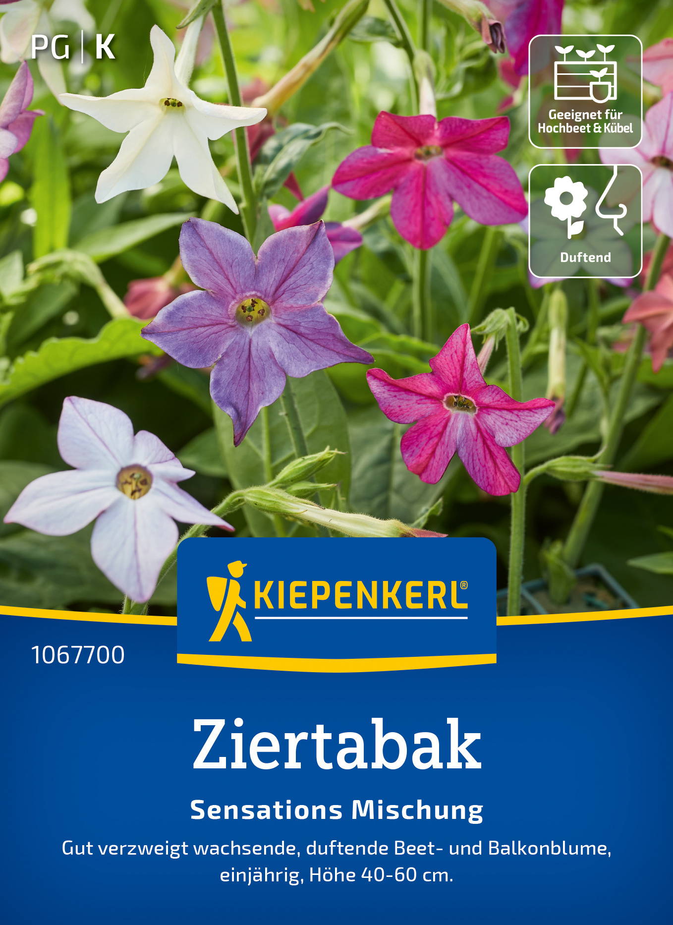 Bunte, duftende Zierbakte mit vier Höheneinstellungen, für Hochbeet und Kübel, Höhe 40-60 cm.