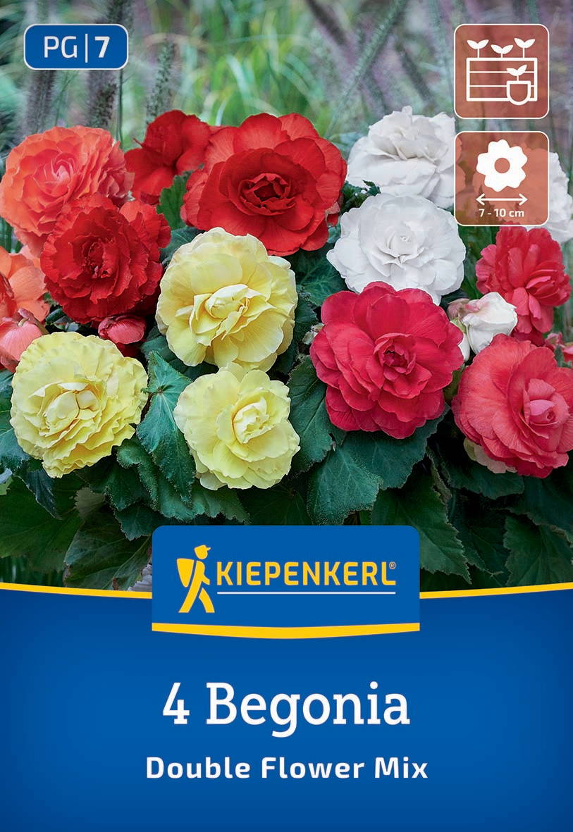 Bunte Begonien in Rot, Weiß und Gelb mit grünen Blättern, auf einer Gartenpackung.