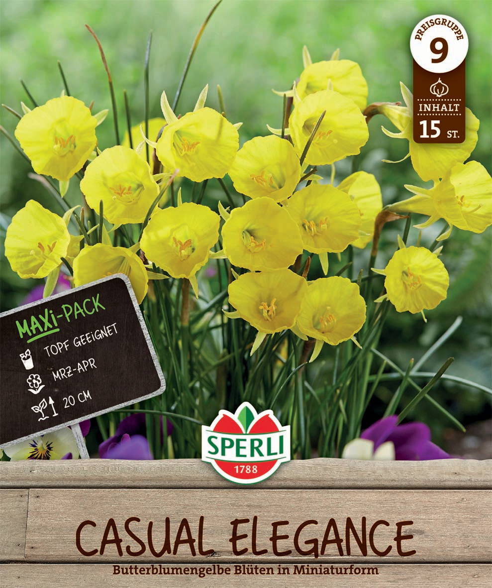 Gelbe Butterblumen, ca. 20 cm hoch, in Miniaturform, im Maxi-Pack mit 15 Stücken, für Topfgarten geeignet.