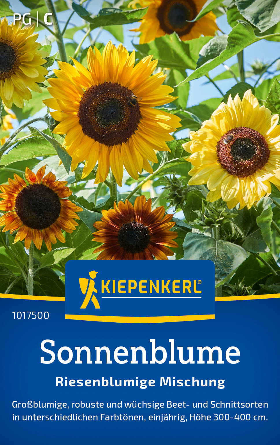Sonnenblumen mit großen gelben Blüten und grünen Blättern vor blauem Himmel.