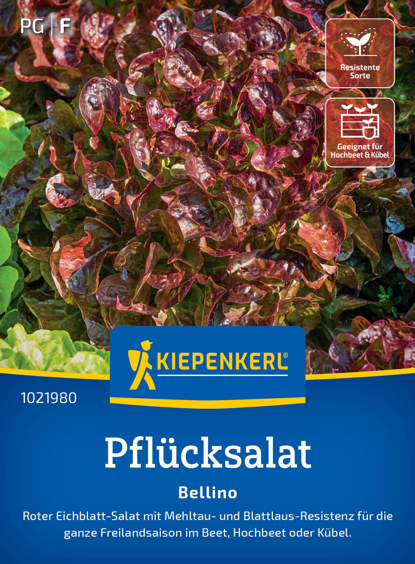 Roter Eichblatt-Salat mit roten, gewellten Blättern, Kiepenkerl Logo, Pflücksalat-Bellino, Packung mit Produktbeschreibung.