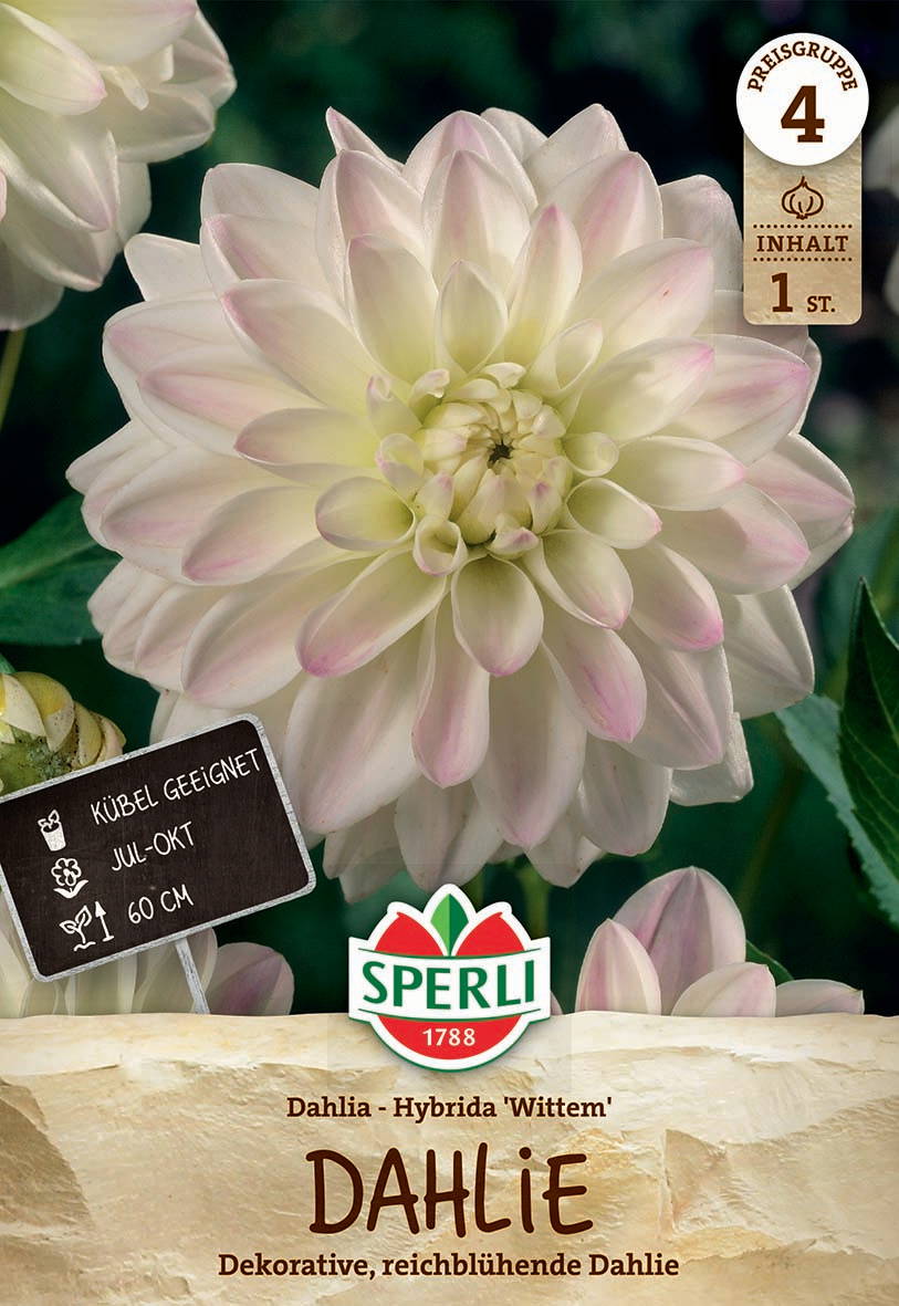 Weiße Dahlie mit pinken Schattierungen, im Garten, Nahaufnahme.