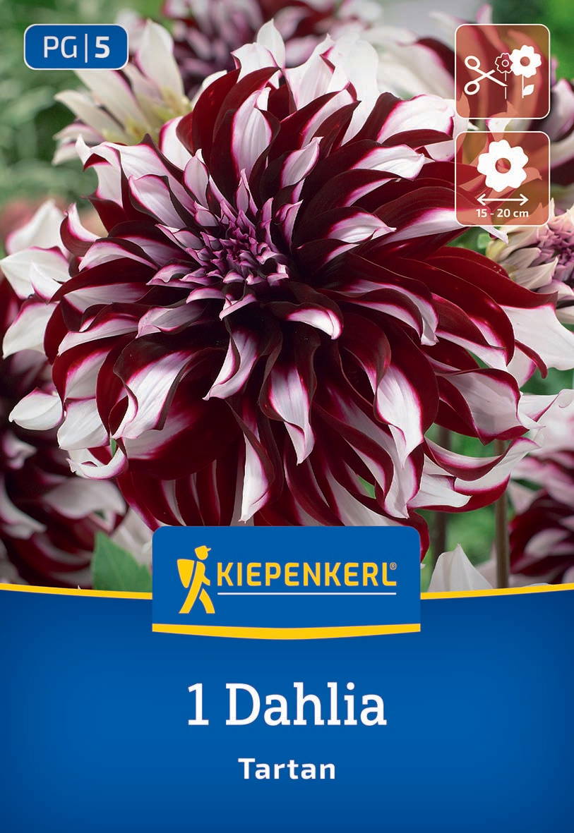 Große, dunkelrote und weiße gepanzerte Dahlie mit vielen geschwungenen Blütenblättern.