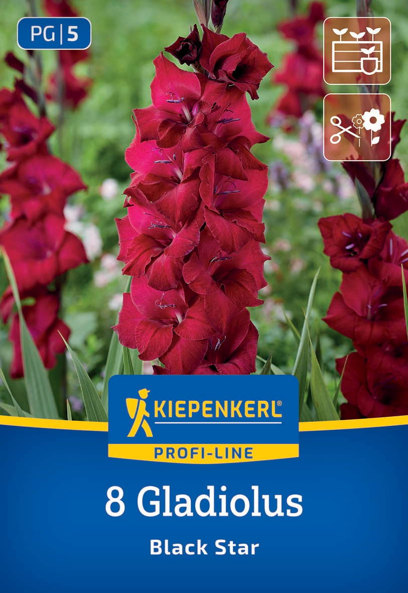Mehrere rote Gladiolus-Blumen auf einem grünen Hintergrund, Verpackung mit Kiepenkerl-Logo und Produktinformationen.