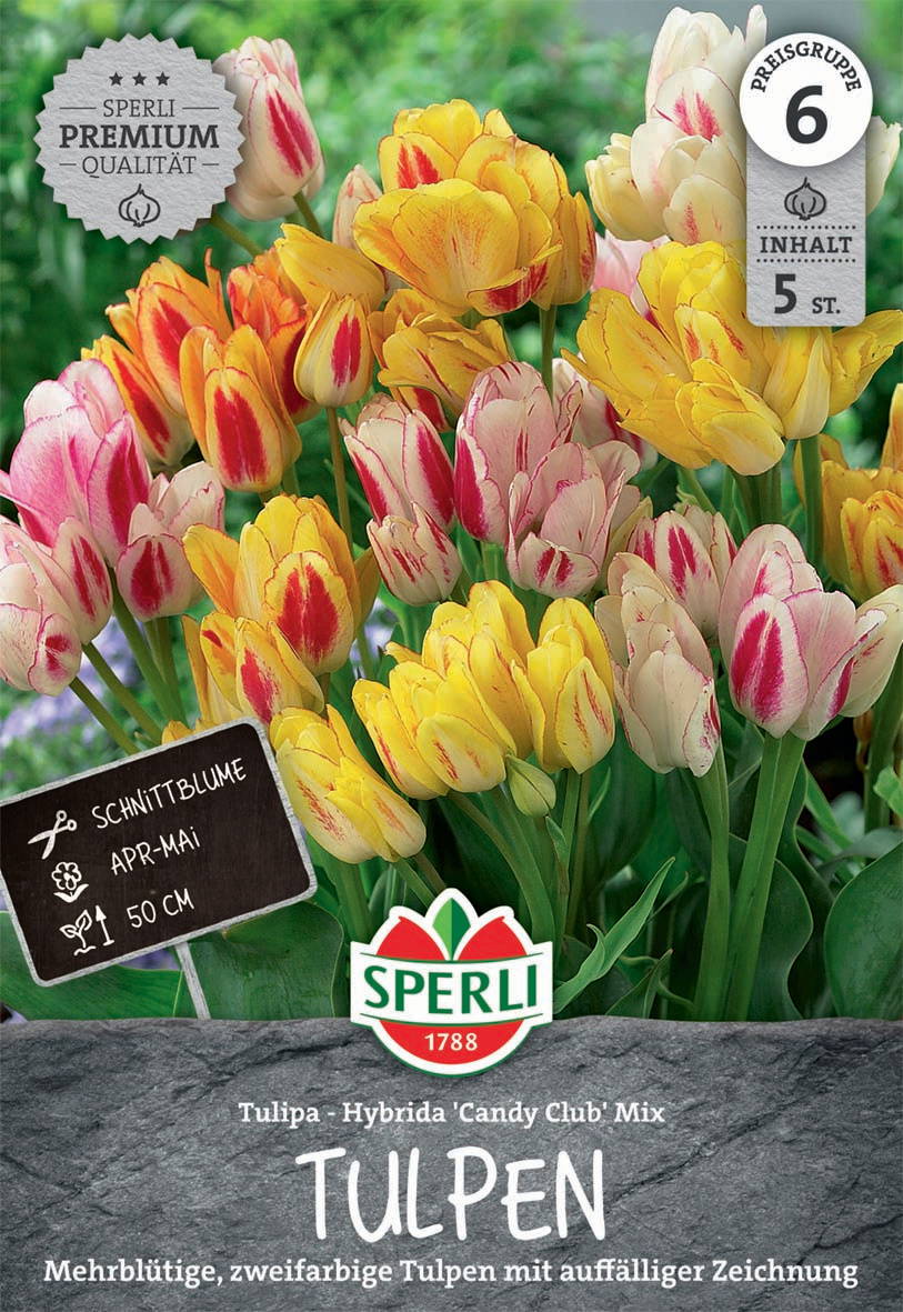 Bunt blühende Tulpen im Mix, April bis Mai, 50 cm hoch, im Garten pflanzen.