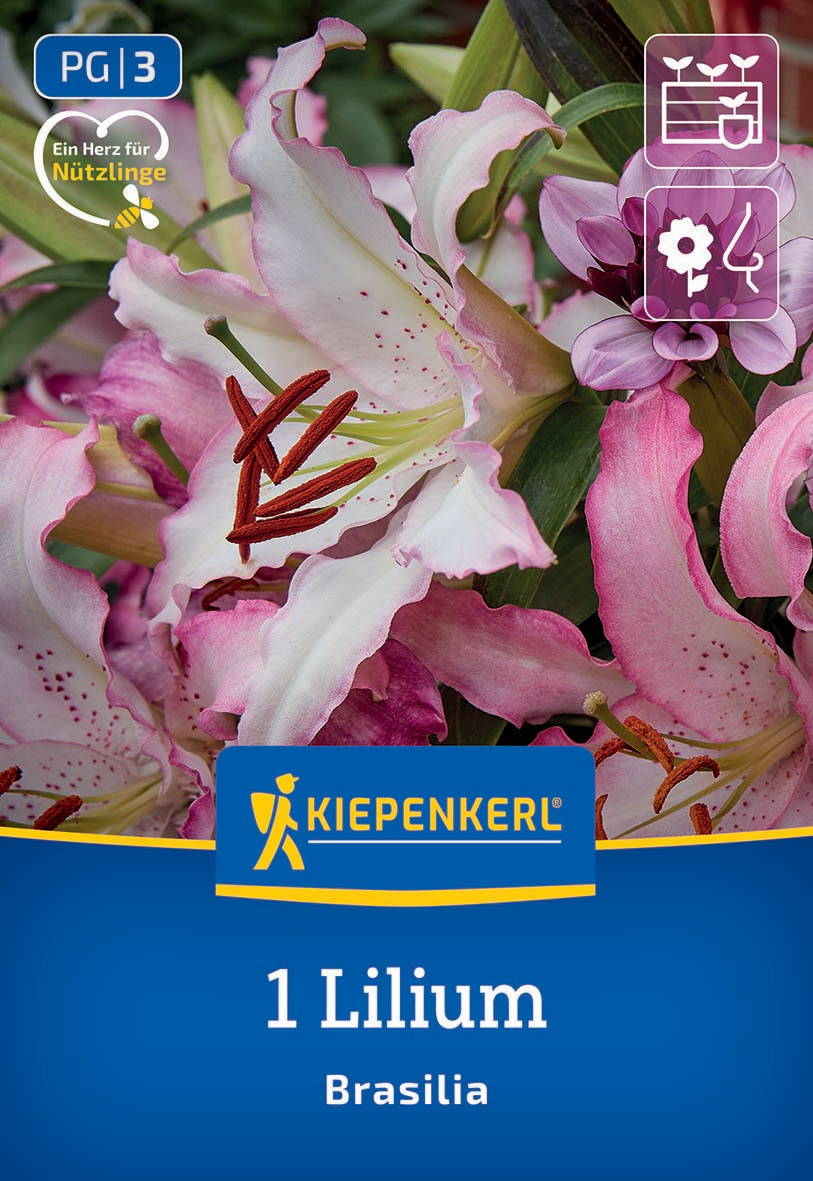 Pink-weiße Lilienblüte mit grünen Blättern und Staubgefäßen, Pflanzenhintergrund.