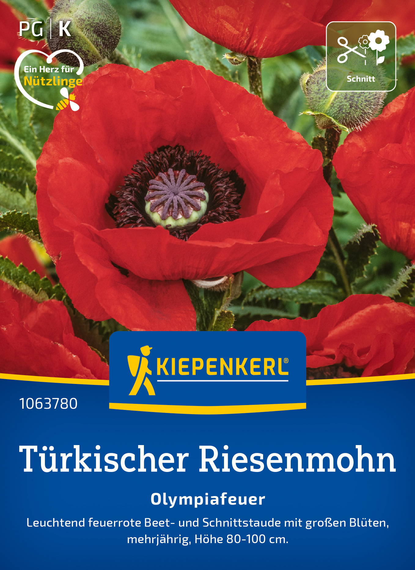 Türkischer Riesemohnsamen Olympiafeuer