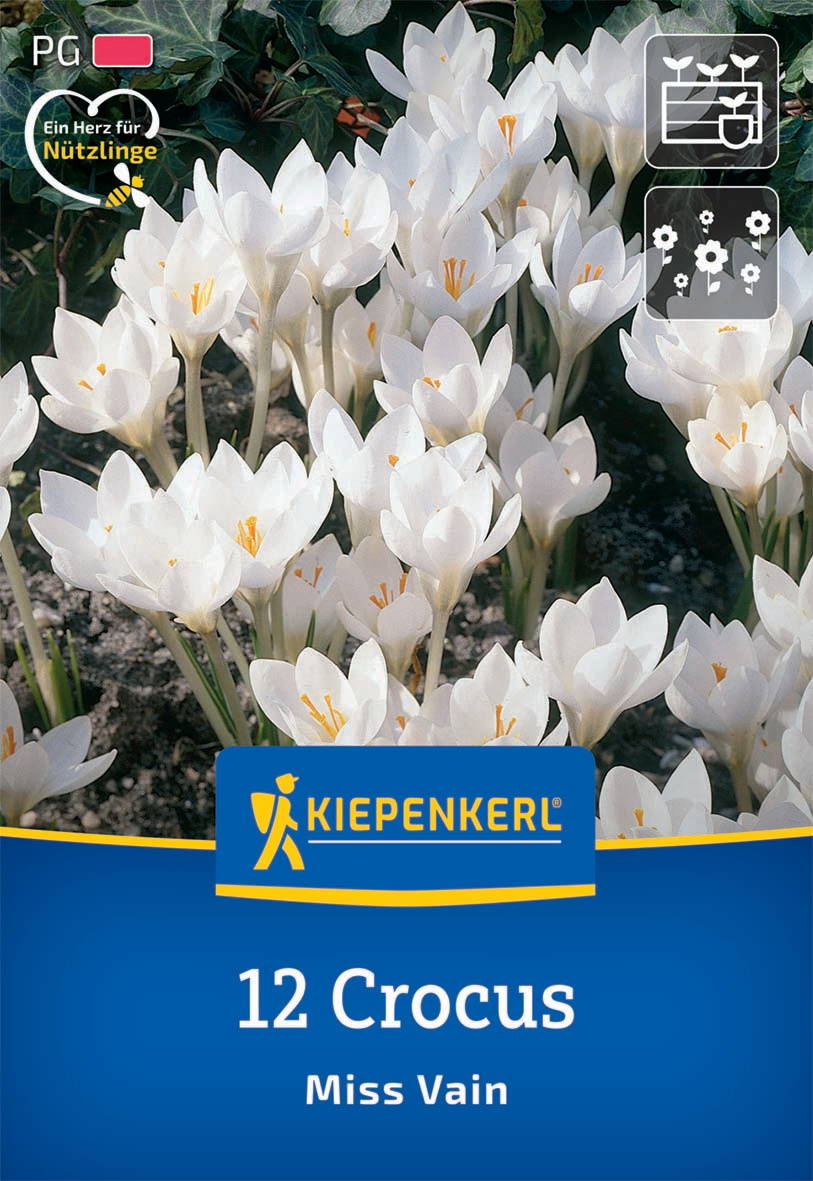 Weiße Crocusblumen blühen in Erde, auf dem Verpackungsbild für Blumenzwiebeln.