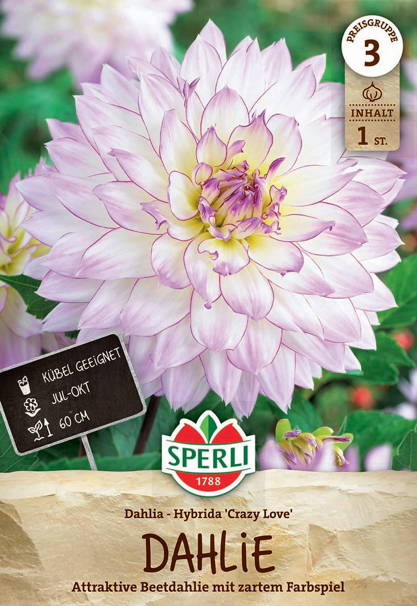 Große, zartrosa Dahlienblüte mit vielfach geschichteten Blütenblättern.