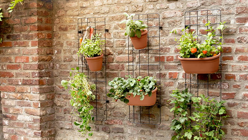 Wandregal mit sechs Pflanzen in Terrakotta- und Kunststoffkübeln vor einer Ziegelwand.
