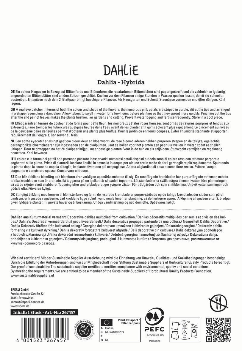 Textblock mit Produktbeschreibung und Pflegehinweisen für Dahlia Hybrid.