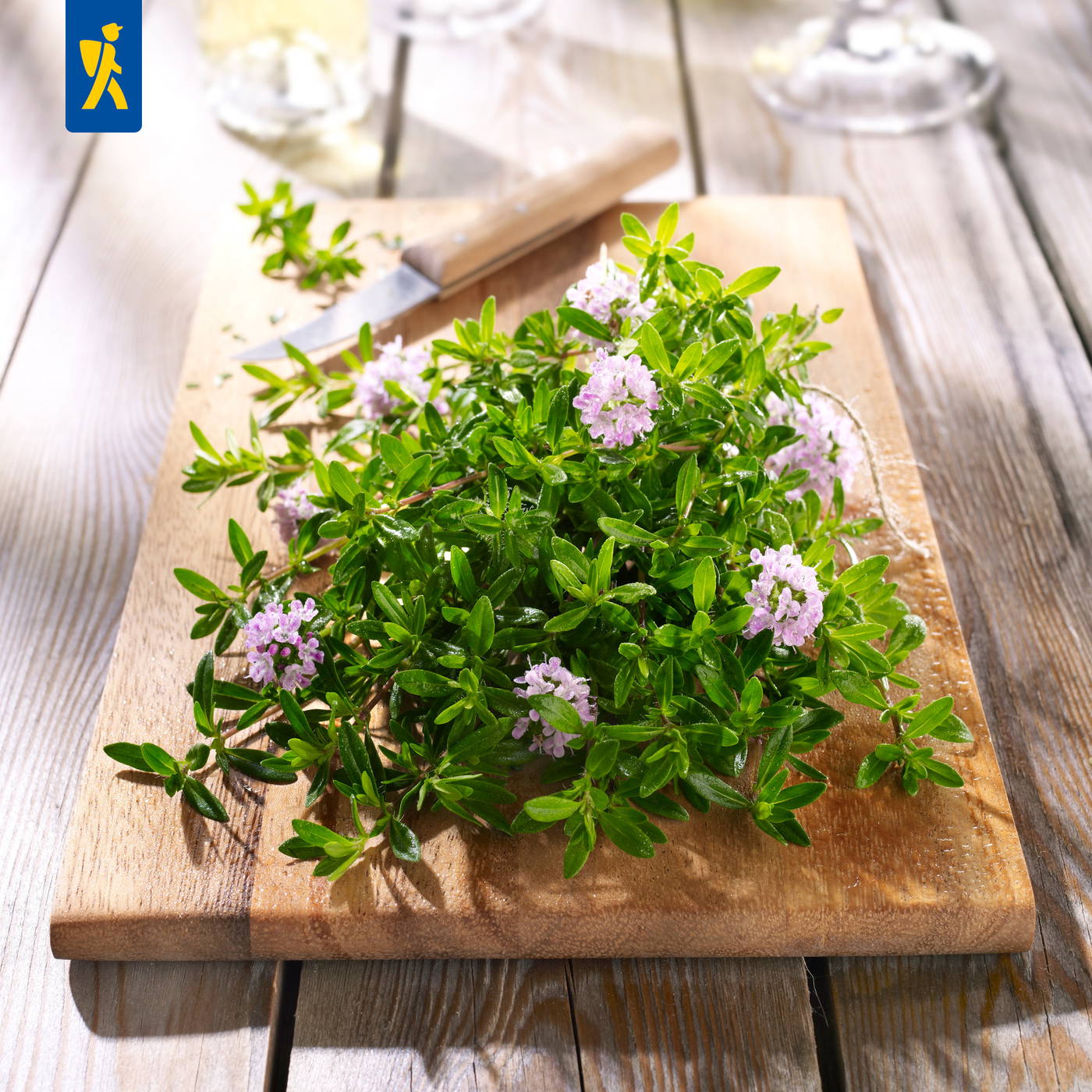 Kleines blühendes Grünpflanzen-Pflanze mit rosa Blüten auf einem Holztisch, Schneidebrett und Küchenmesser.