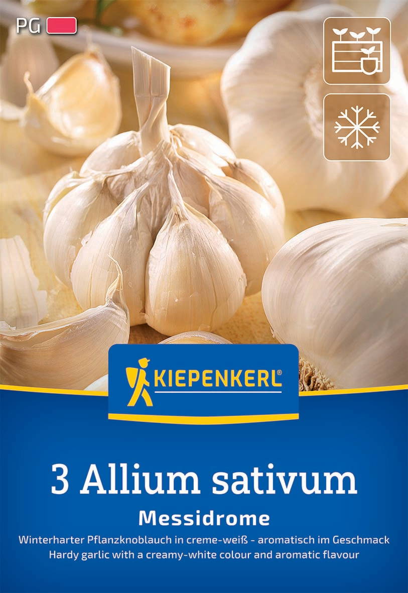 Winterknoblauch Messidrome