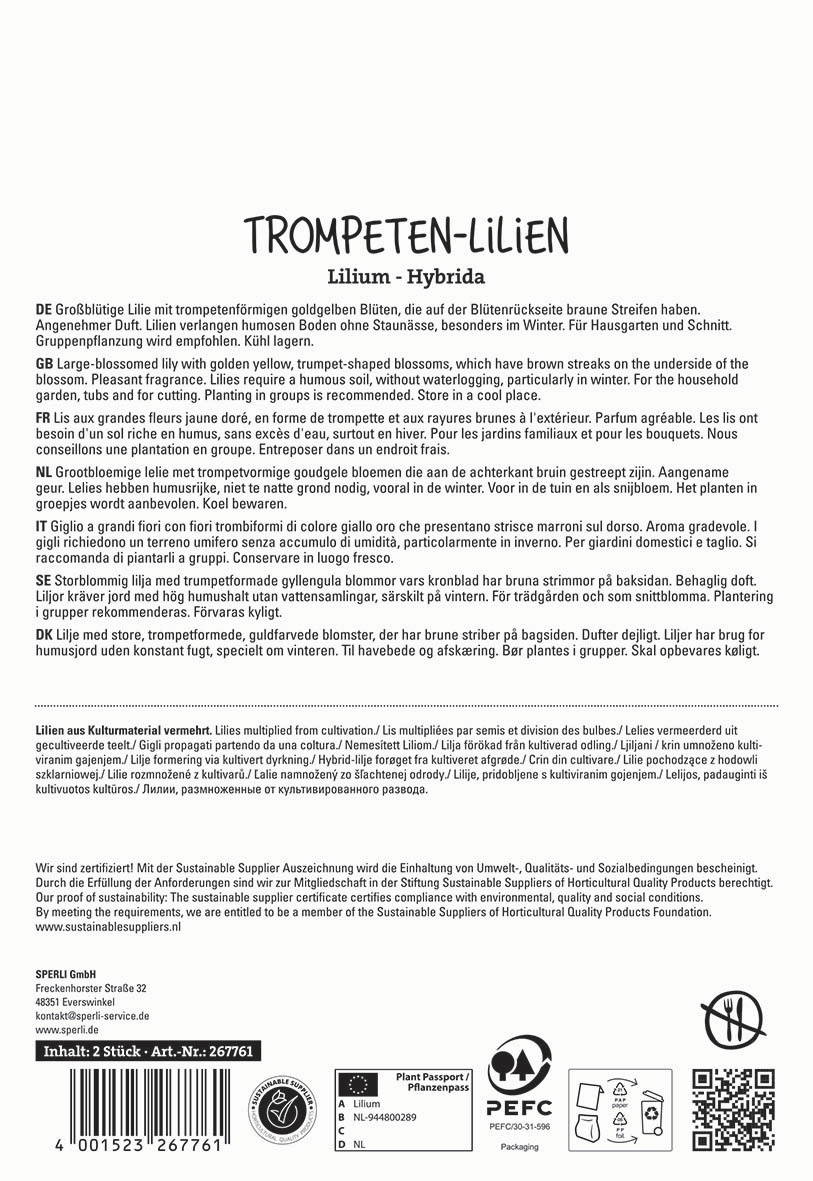 Großblütige Lilie mit trumpetförmigen goldgelben Blüten und braunen Streifen auf der Unterseite, ohne weitere Elemente.