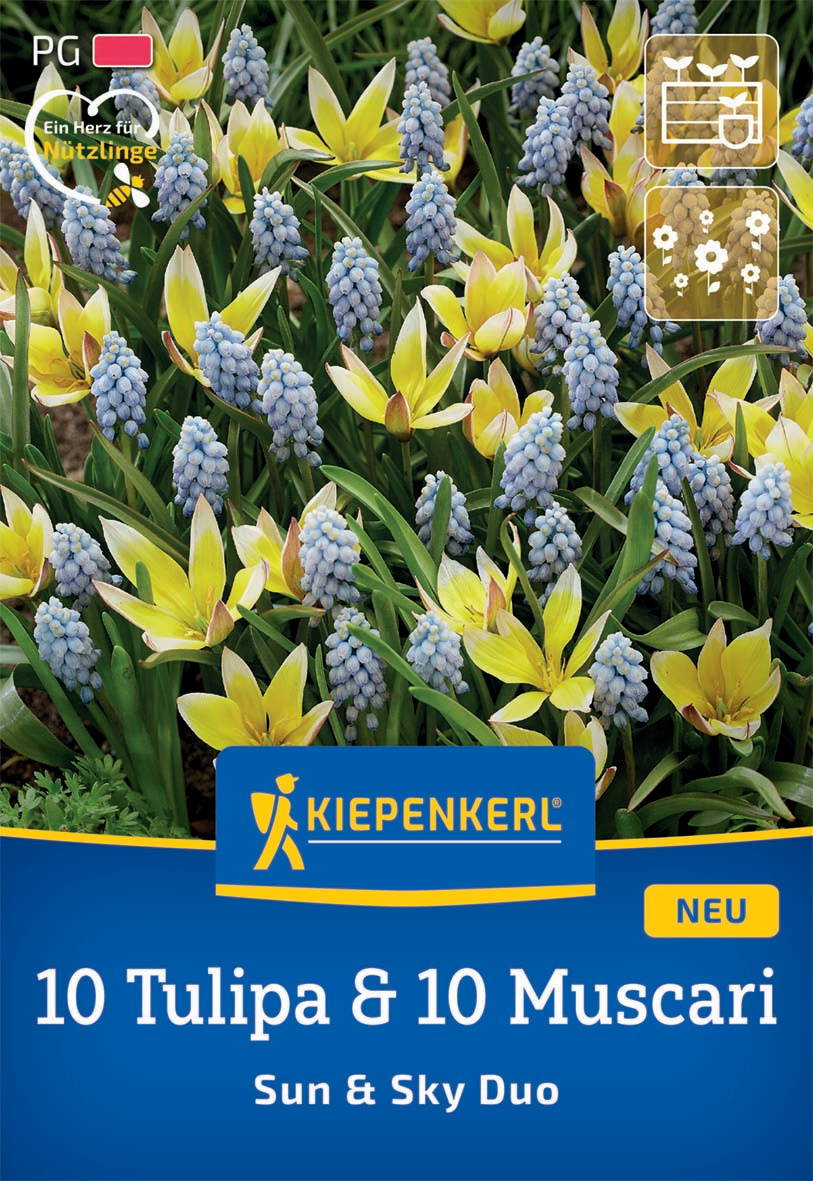 Bunte Blumen mit gelben und lilafarbenen Blüten zusammen mit grünen Blättern.