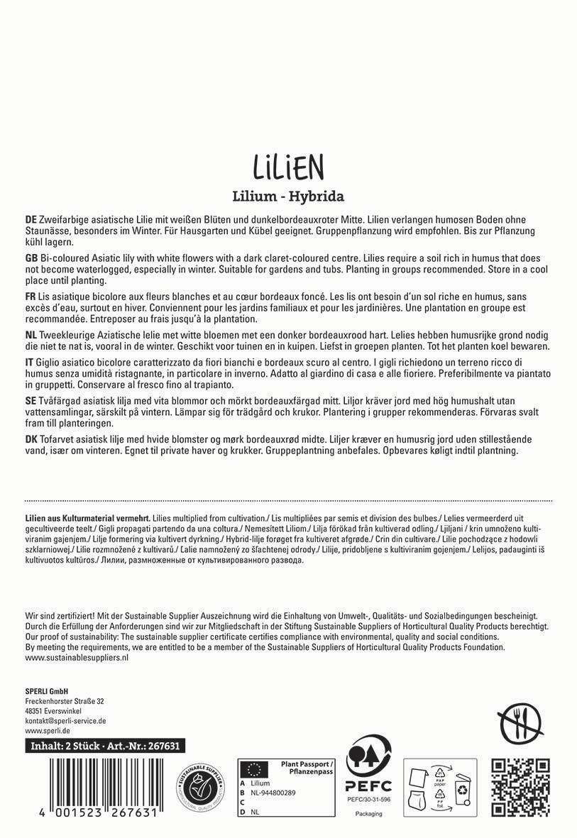 Zweifarbige asiatische Lilie mit weißen Blüten und dunkelbordierter Mitte.