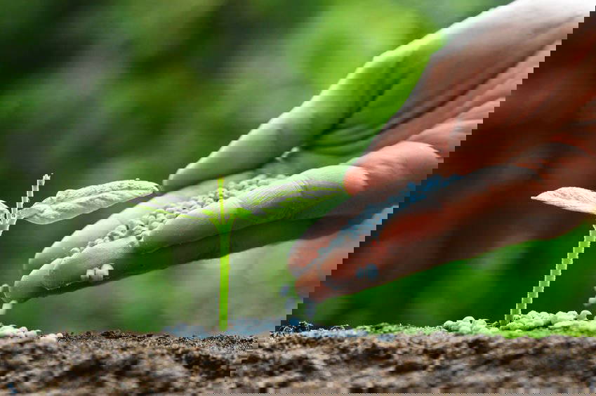 Hand streut blaue Düngerkügelchen auf kleinen grünen Pflanzenspross im Boden