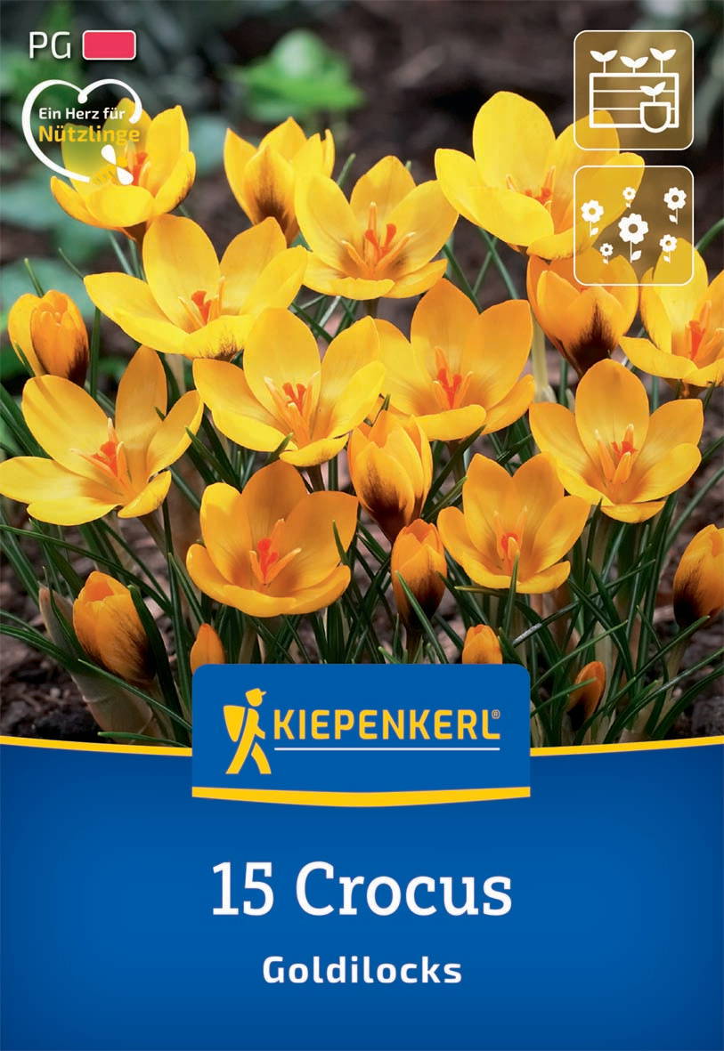 Gelbe Crocus-Blumen mit orangefarbenen Staubgefäßen auf dunklem Boden, Kiepenkerl-Produktverpackung.