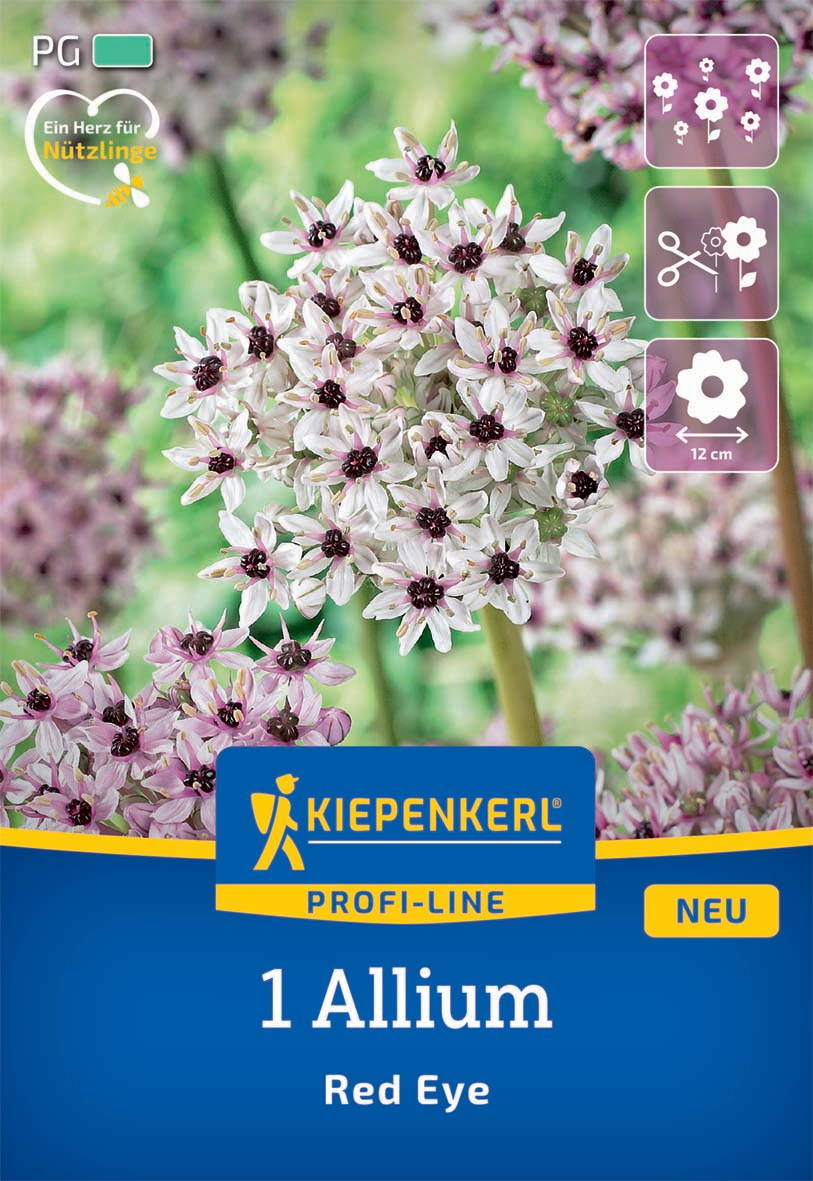 Weiße Allium-Blüten mit dunklen Zentren und kleiner rosa Allium im Vordergrund, grüner Hintergrund.