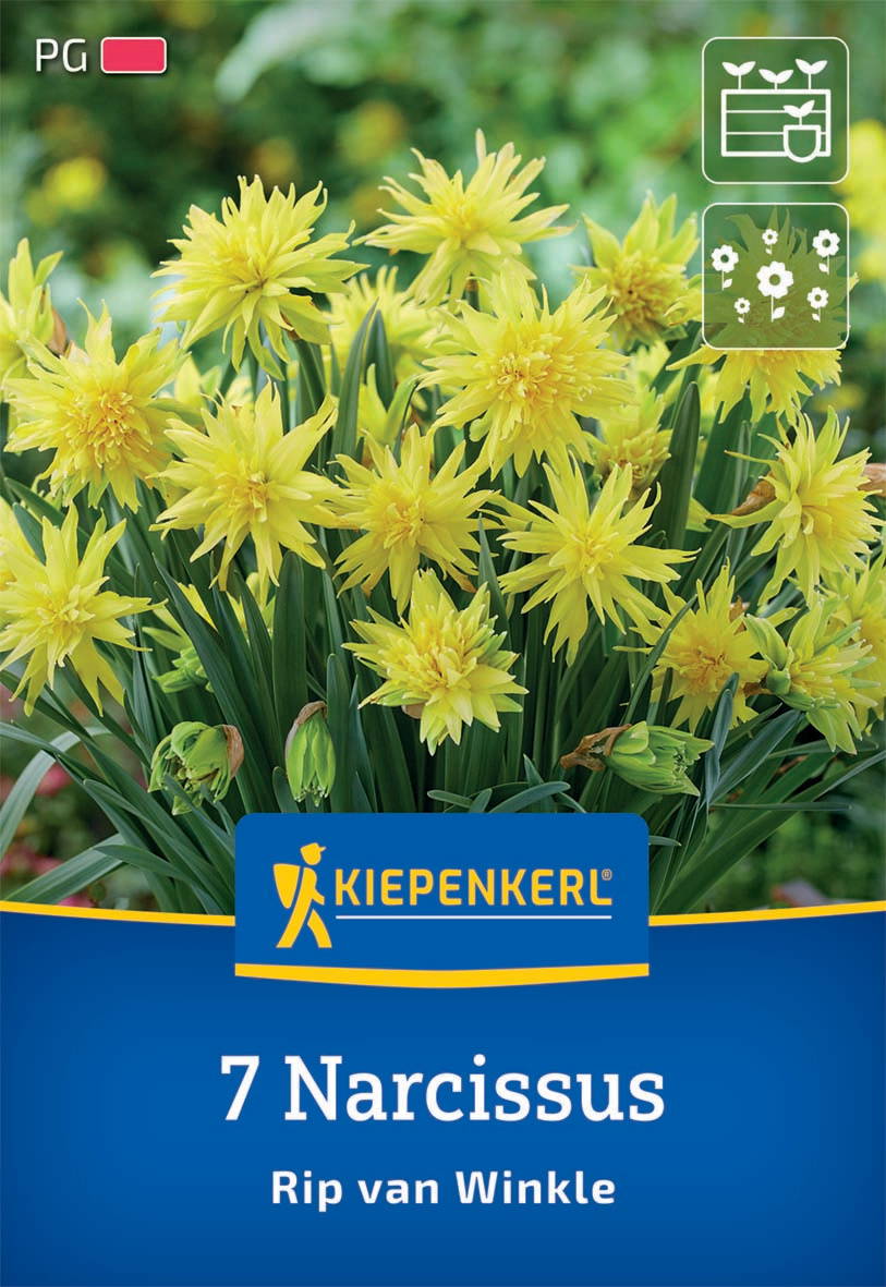Gelbe mehrjährige Narzissuspflanzen mit doppelten Blüten und langen grünen Blättern.