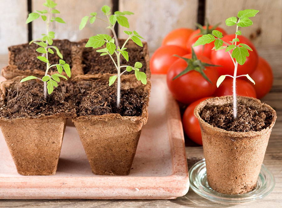 Drei kleine Tomatensetzlinge in Papiertöpfen, reife Tomaten im Hintergrund, holzende.