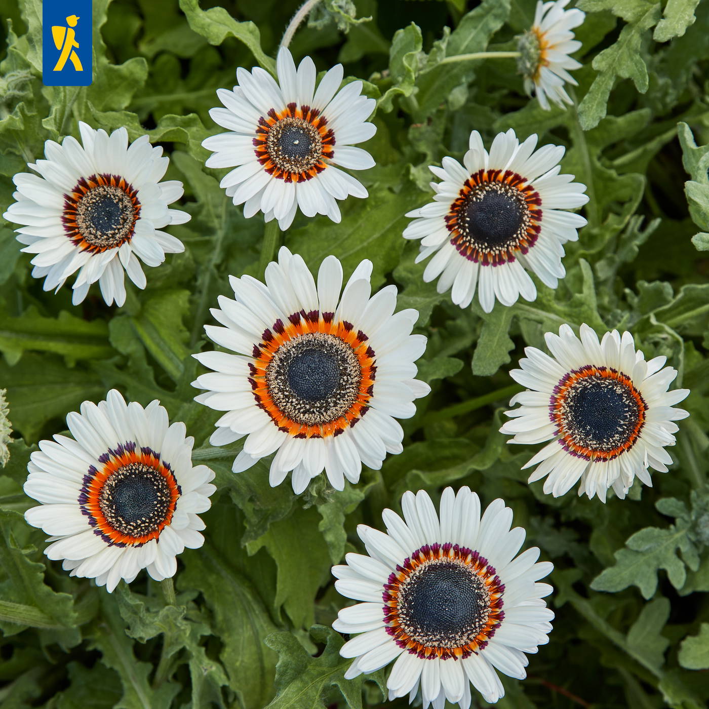 Weiße Blumen mit orange, schwarzen und lila Mustern inmitten grüner Blätter.